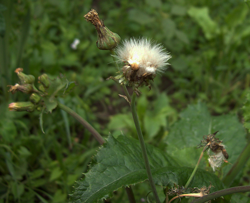 Image of Sonchus asper specimen.