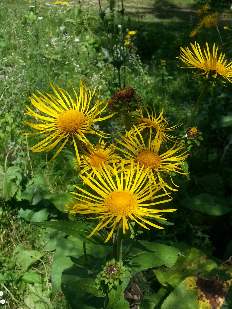 Image of Inula helenium specimen.