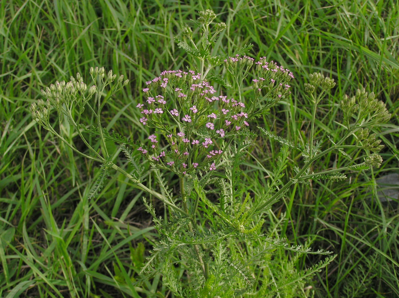 Image of Achillea millefolium specimen.