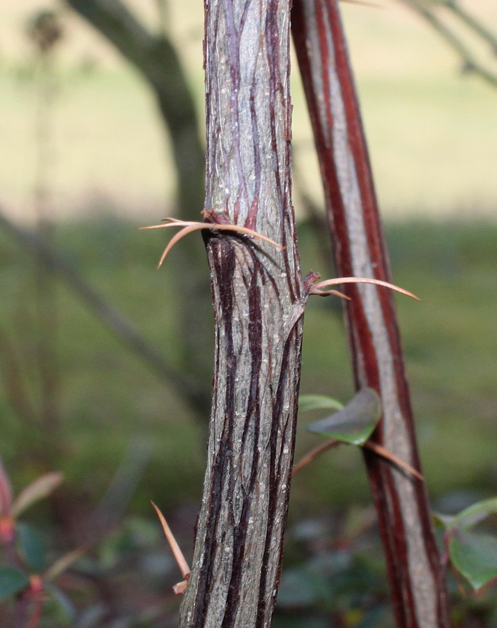 Image of Berberis hakeoides specimen.