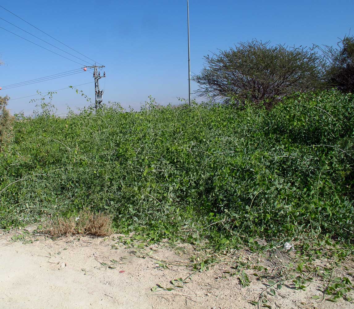 Image of Salvadora persica specimen.