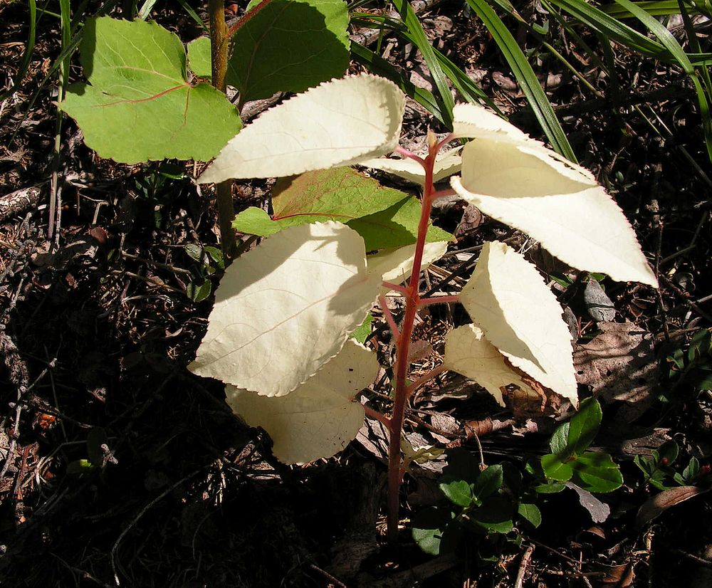 Image of Populus tremula specimen.