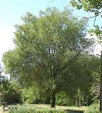 Ulmus laevis