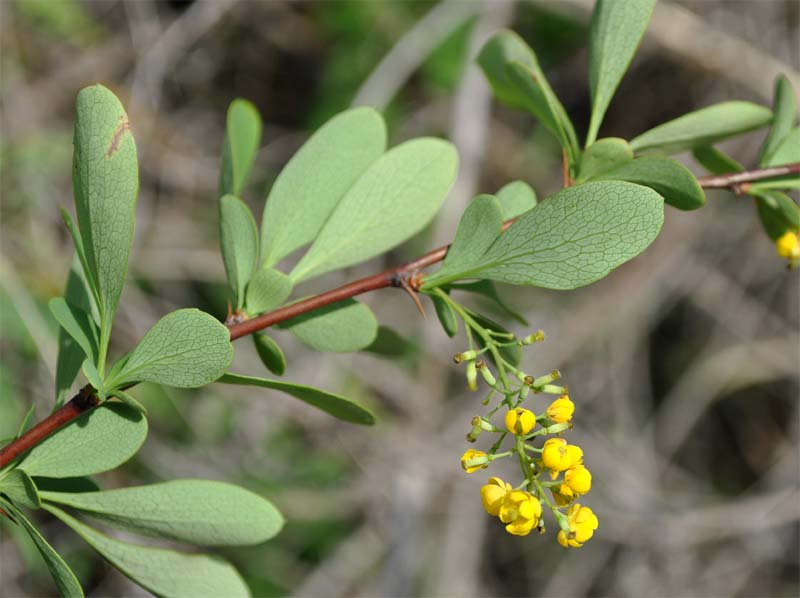 Image of Berberis iberica specimen.