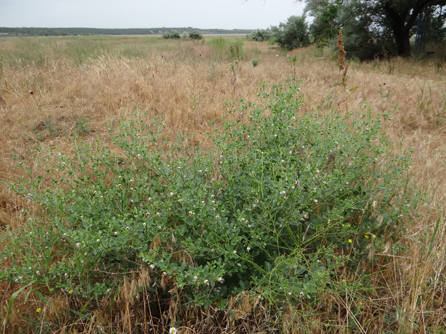 Image of Zygophyllum fabago specimen.