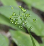 Allium ursinum