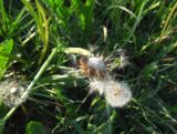 Taraxacum officinale. Соплодие с облетающими семянками. Московская обл., Электрогорск, луг. 23.05.2014.