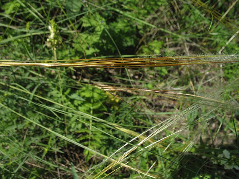 Изображение особи Stipa pulcherrima.