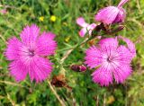 Dianthus fischeri. Верхушки побегов с цветками и бутонами. Московская обл., Дмитровский р-н, берег канала им. Москвы. 27.06.2014.