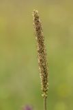 Plantago urvillei. Соцветие. Ростовская обл., Мясниковский р-н, Чулекская балка. 01.06.2014.