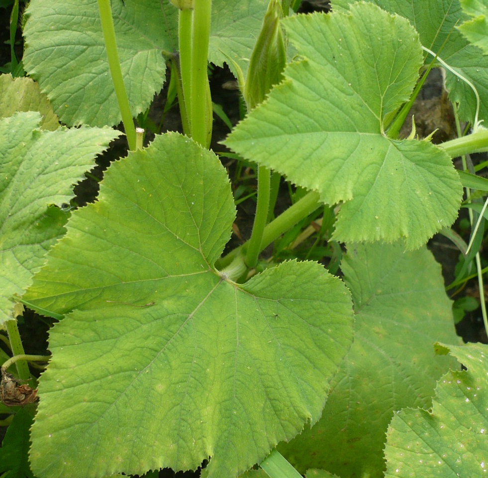 Image of genus Cucurbita specimen.