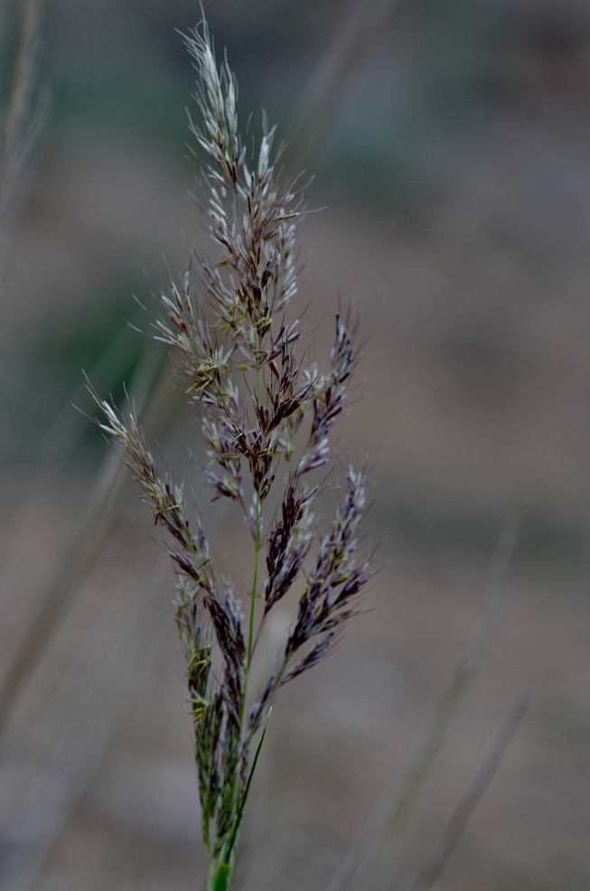 Image of Neotrinia splendens specimen.