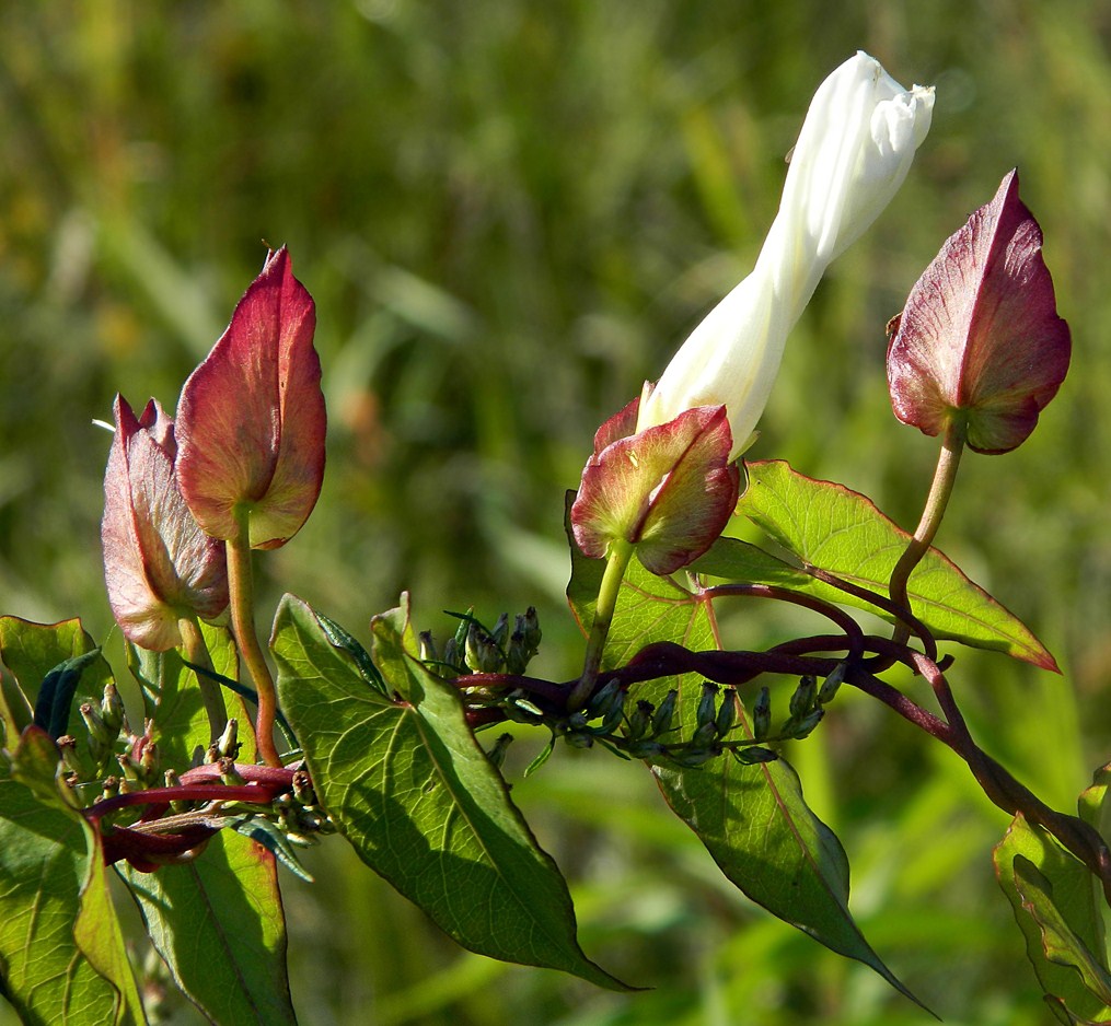 Изображение особи Calystegia sepium.