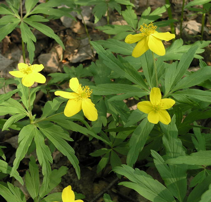 Image of Anemone ranunculoides specimen.