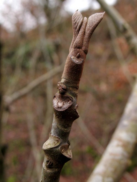 Image of Pterocarya fraxinifolia specimen.