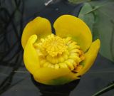 Nuphar lutea