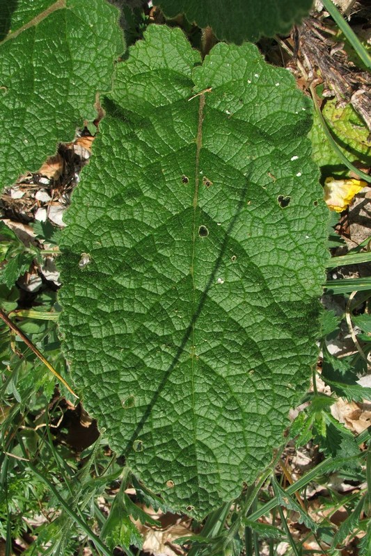 Image of Verbascum spectabile specimen.