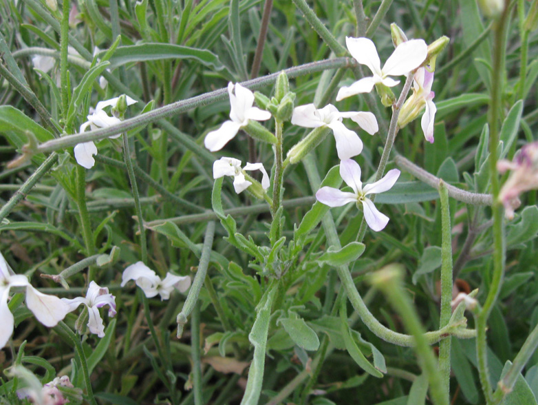 Изображение особи Matthiola bicornis.