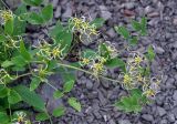 Clematis mandshurica. Верхушка побега с плодами. Приморье, окр. пос. Шкотово, опушка широколиственного леса. 17.08.2015.