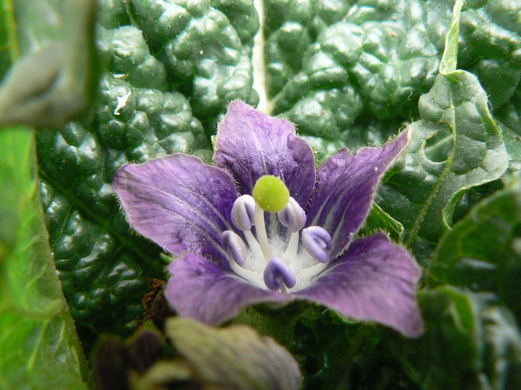 Изображение особи Mandragora turcomanica.