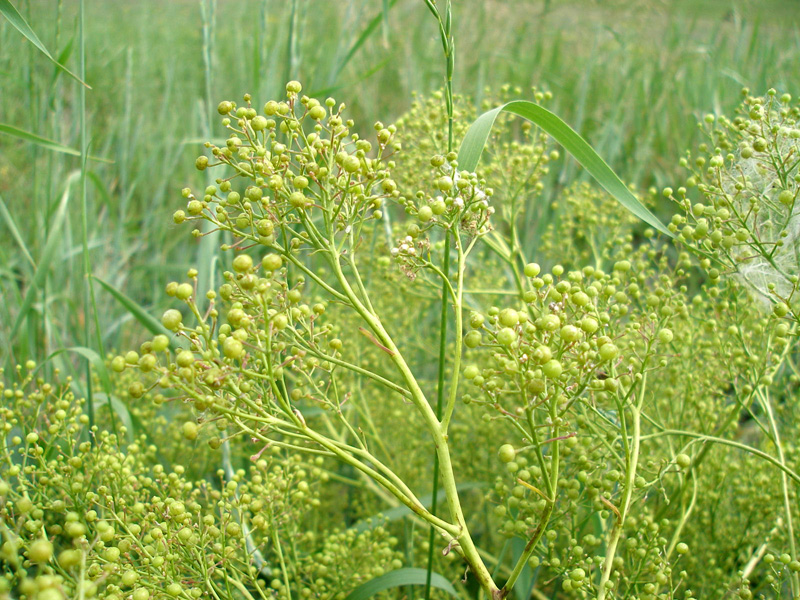 Image of Crambe tataria specimen.