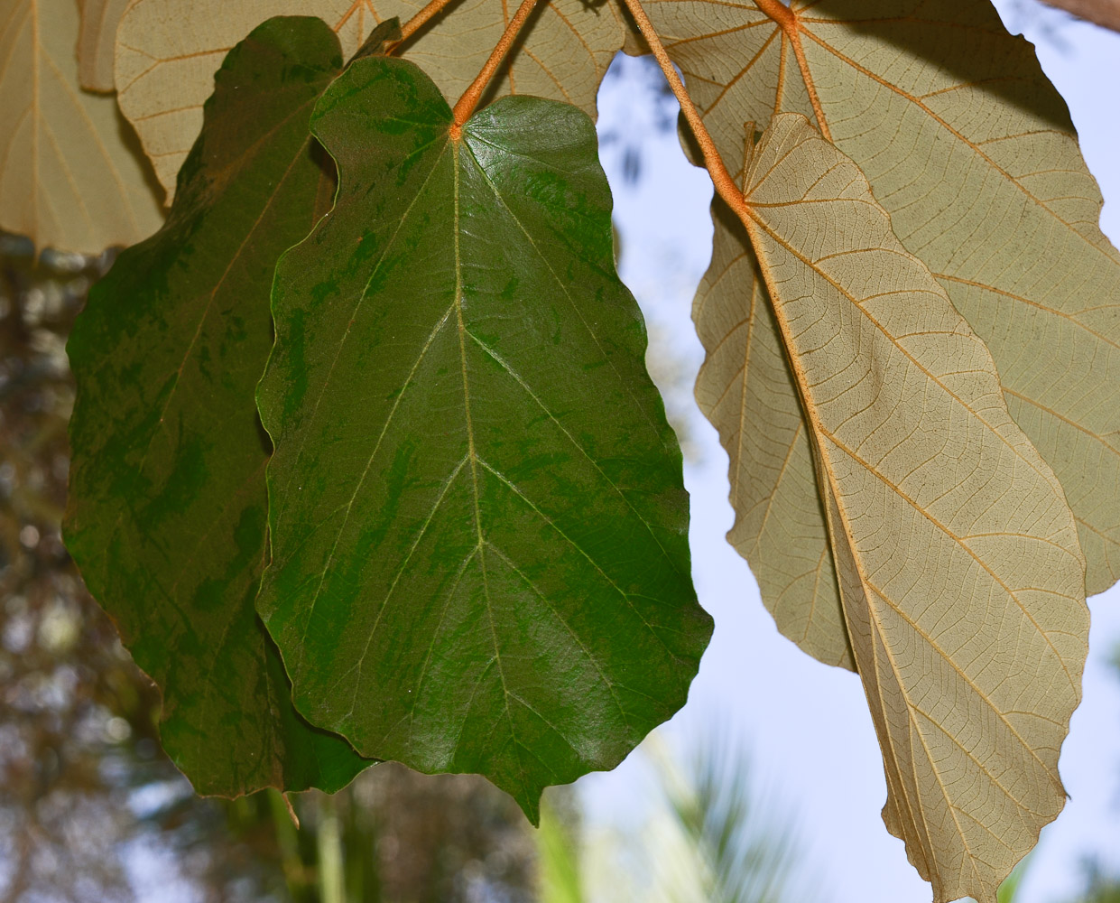 Изображение особи Pterospermum acerifolium.