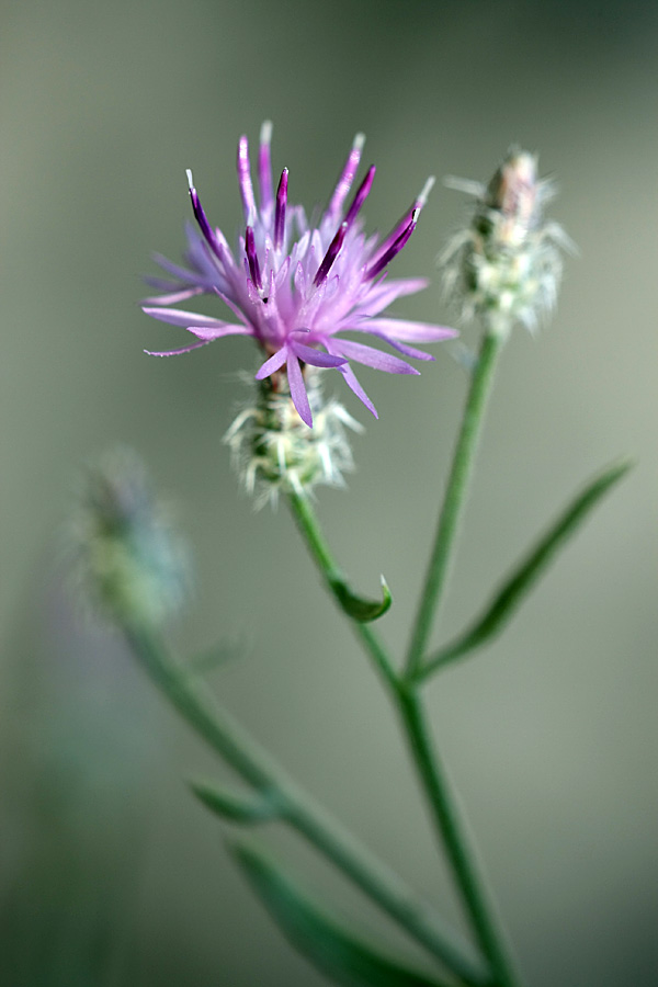 Image of Centaurea pseudosquarrosa specimen.