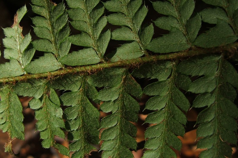 Image of Polystichum aculeatum specimen.