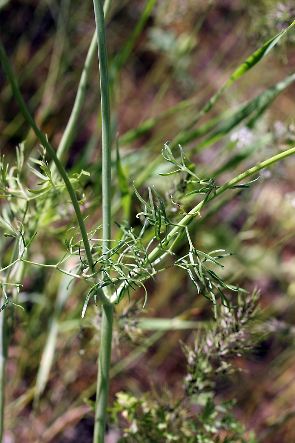 Изображение особи Oedibasis chaerophylloides.