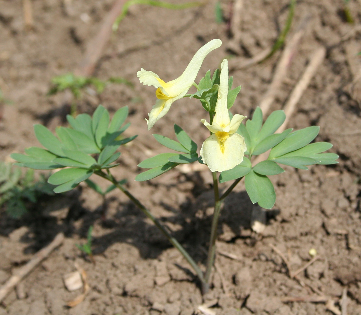 Image of Corydalis bracteata specimen.