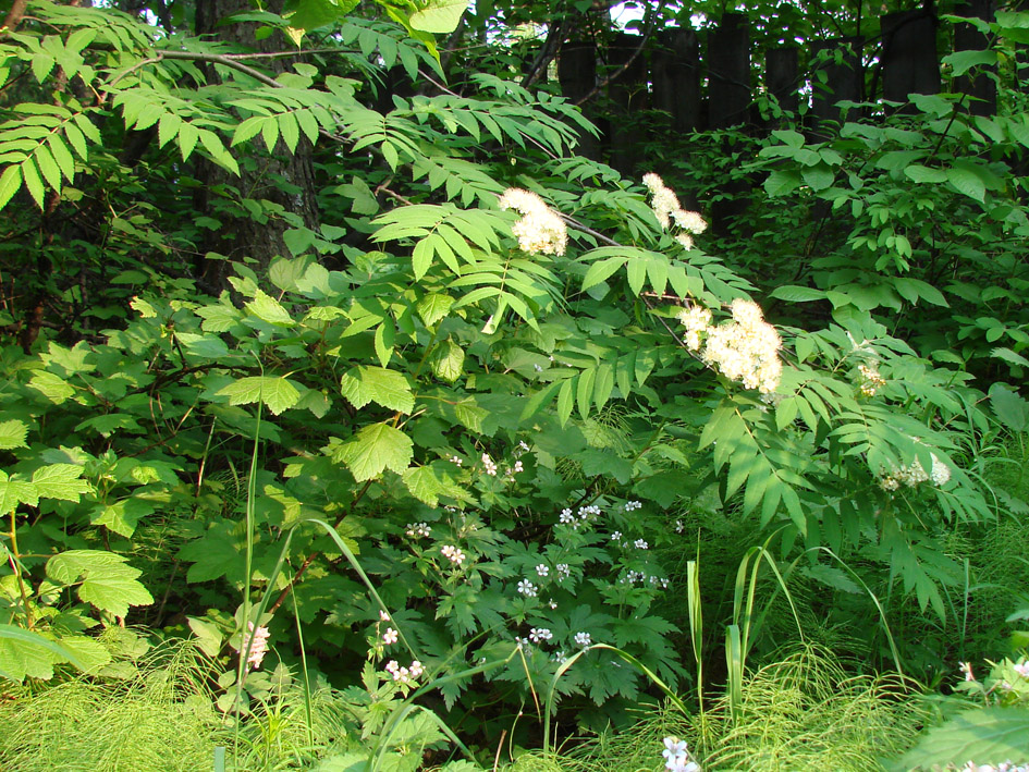 Image of Sorbus sibirica specimen.