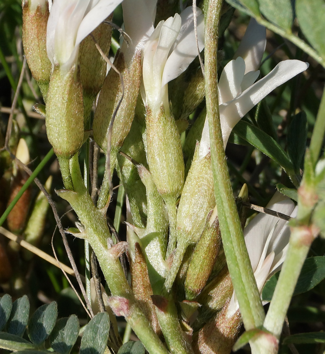 Image of Astragalus megalanthus specimen.