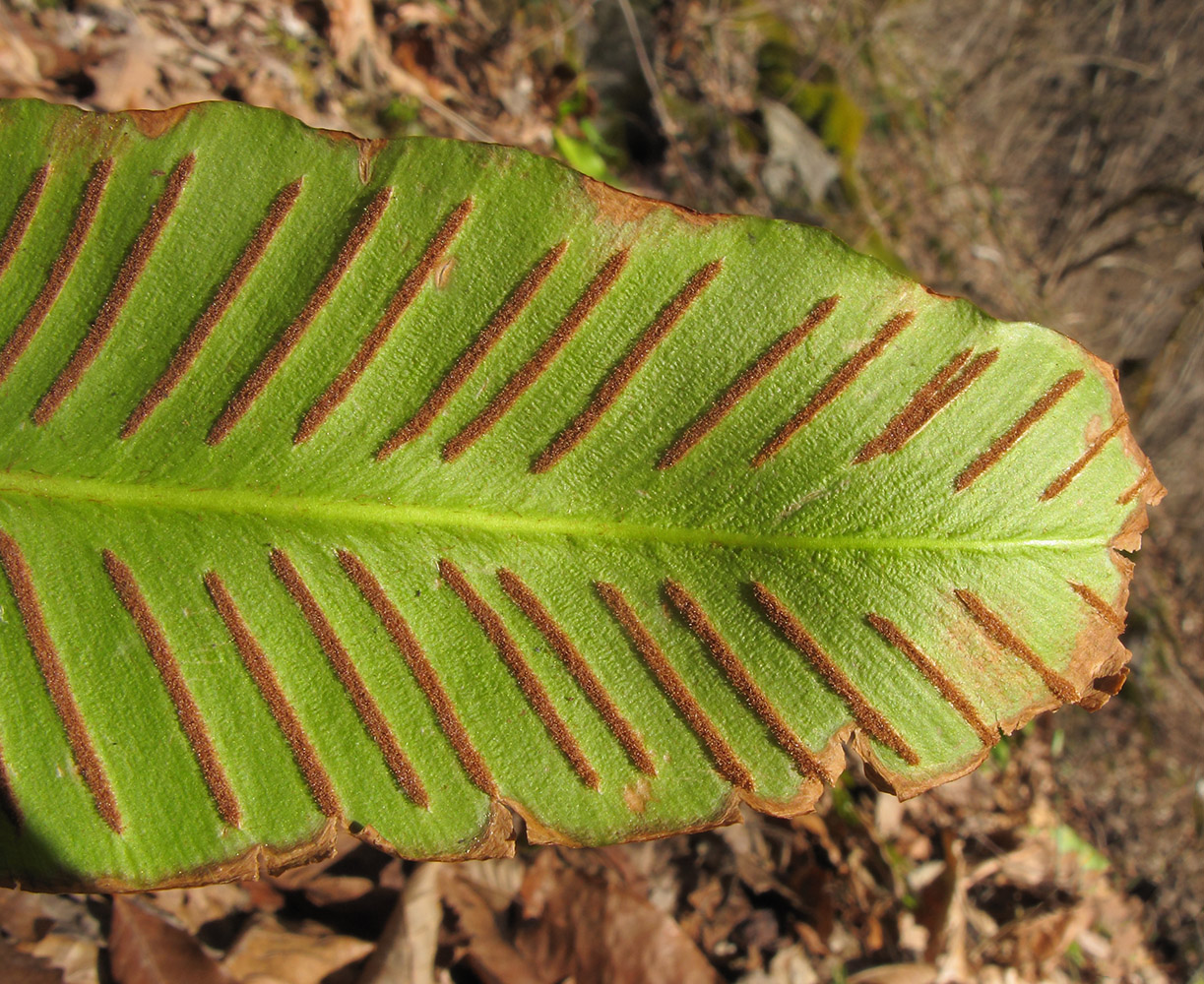 Image of Phyllitis scolopendrium specimen.