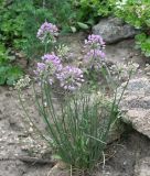 Allium rubens