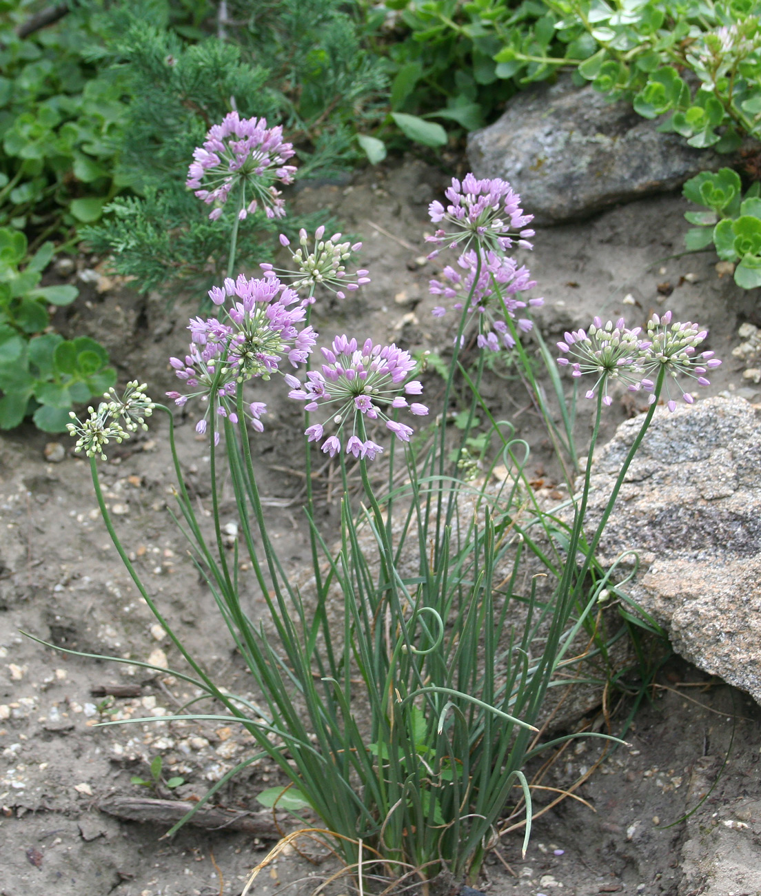 Image of Allium rubens specimen.