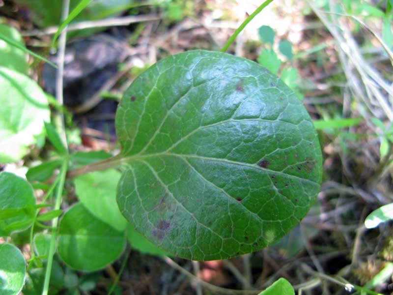 Image of Pyrola incarnata specimen.