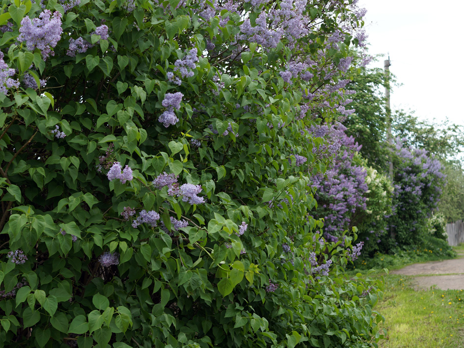 Image of Syringa vulgaris specimen.