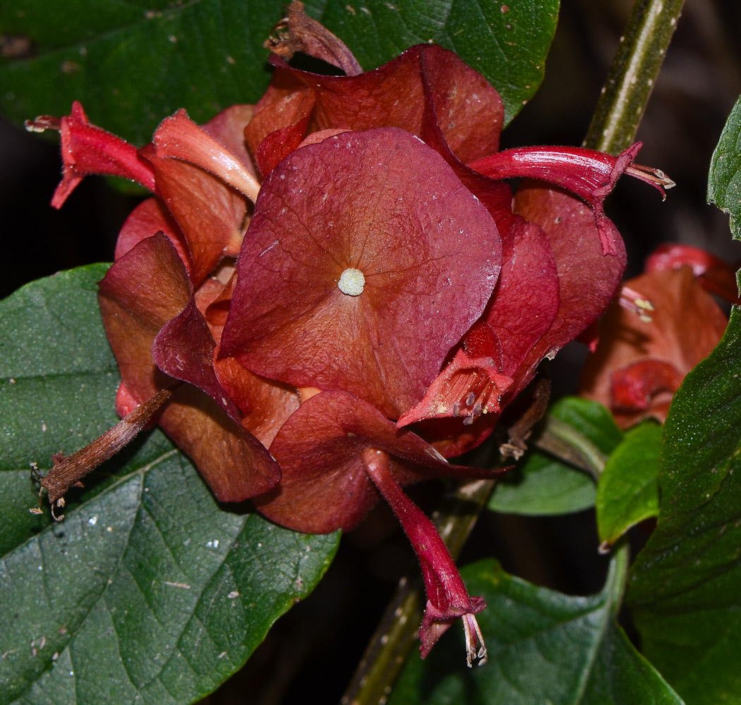 Изображение особи Holmskioldia sanguinea.