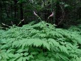 Corydalis gigantea. Верхушки цветущих растений. Приморье, Партизанский городской округ, в тайге у таежного ключа. 19.06.2016.