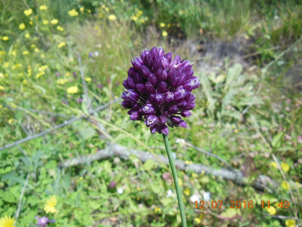 Image of genus Allium specimen.