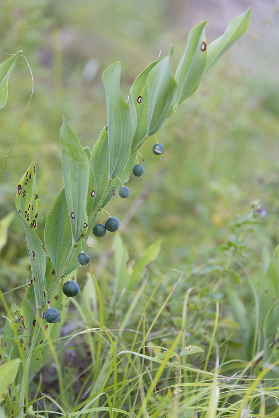 Image of Polygonatum odoratum specimen.