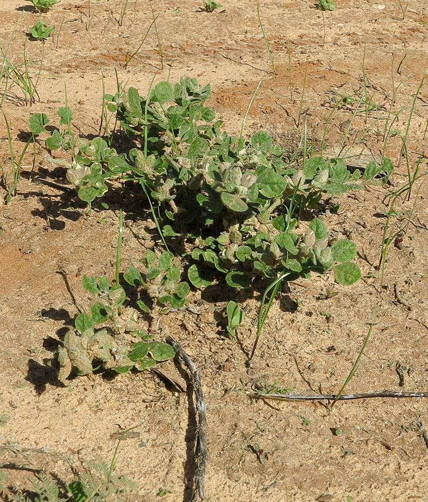 Image of Glinus lotoides specimen.