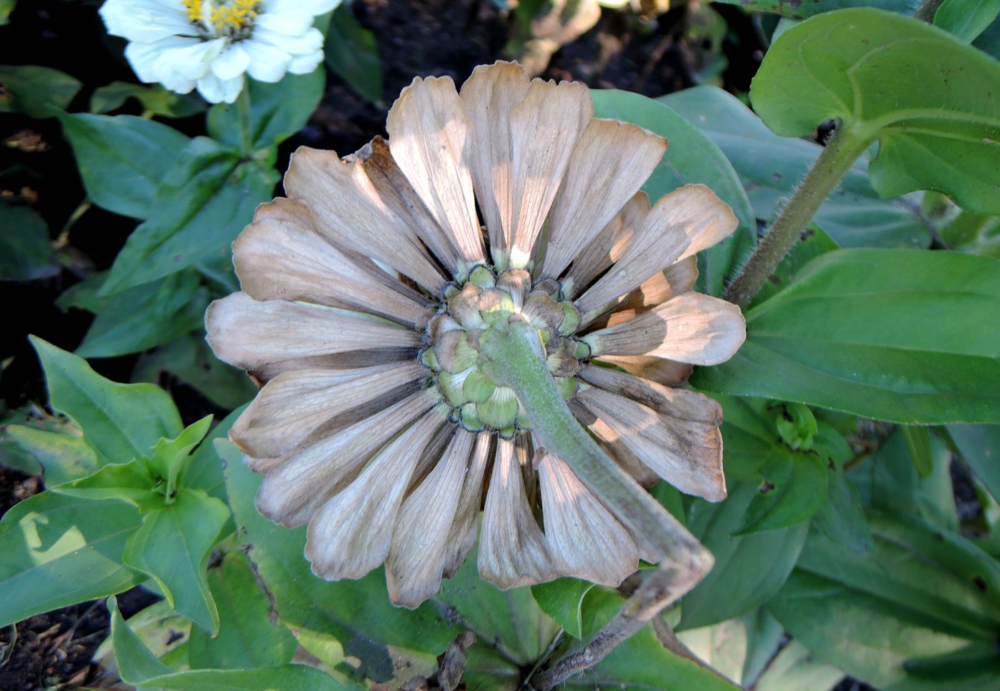 Image of Zinnia elegans specimen.