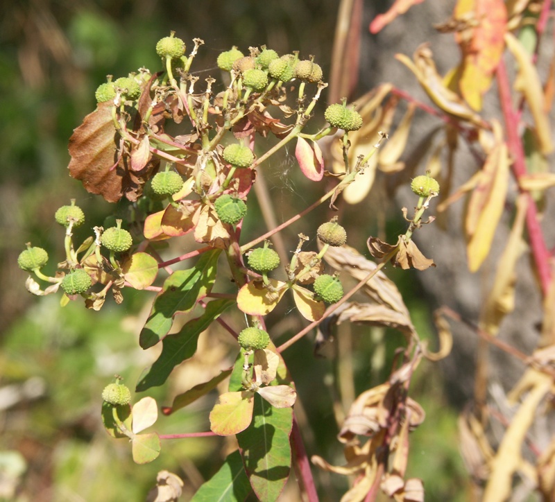 Image of Euphorbia palustris specimen.