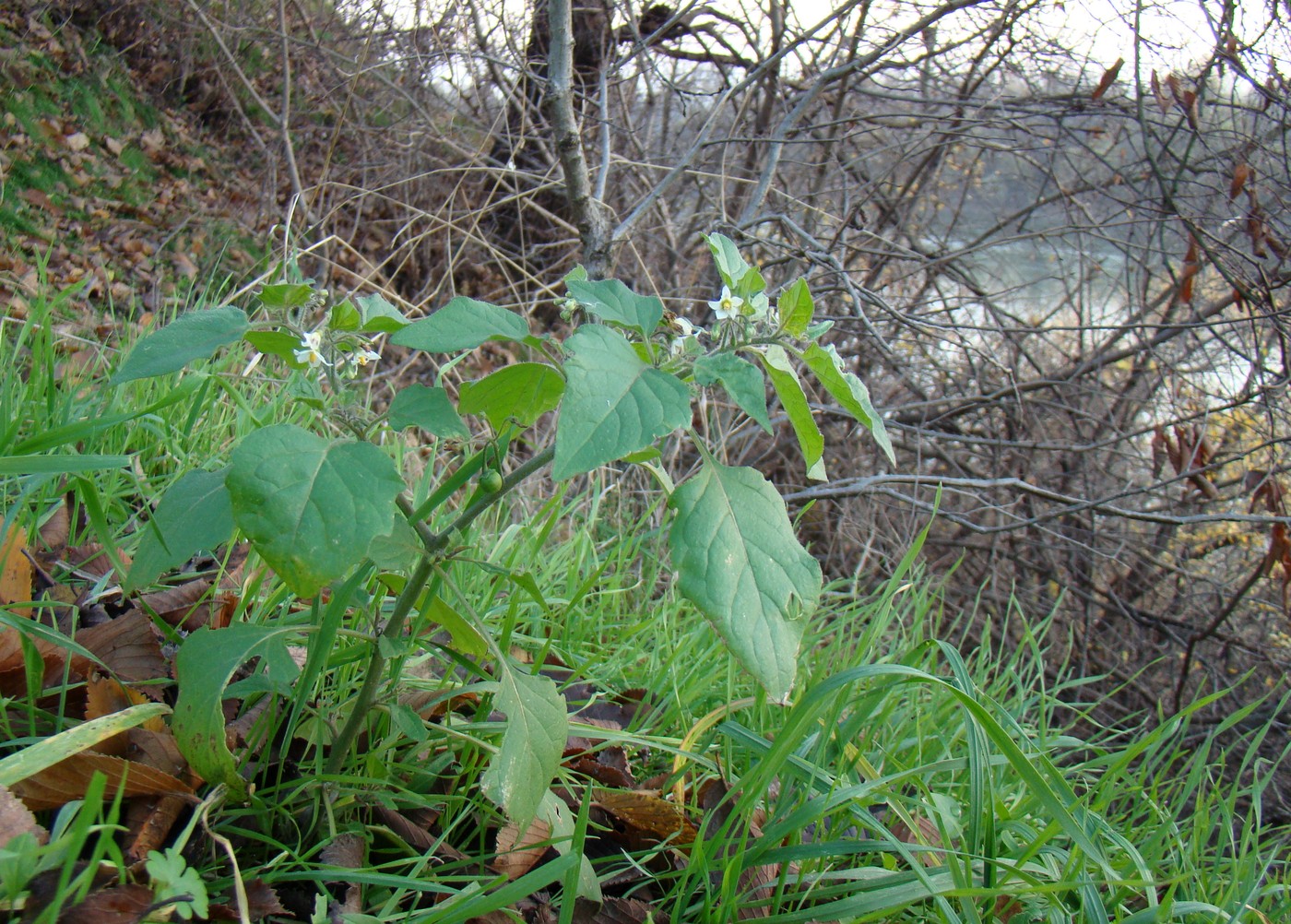 Image of Solanum nigrum specimen.