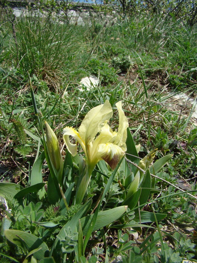 Image of Iris pumila specimen.