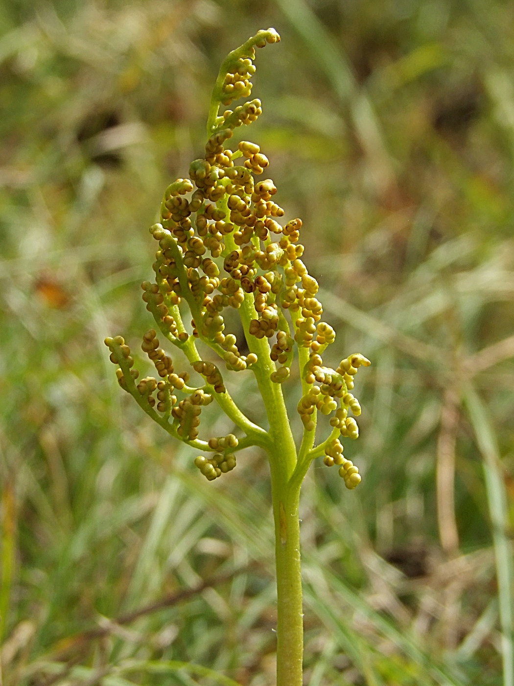 Image of Botrychium multifidum specimen.