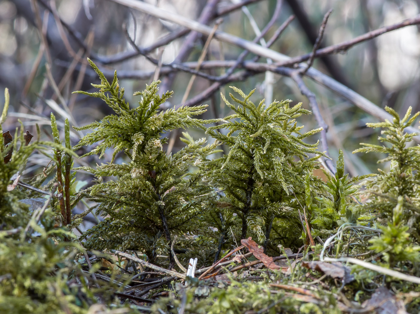 Изображение особи Climacium dendroides.