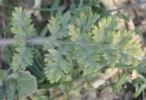 genus Papaver