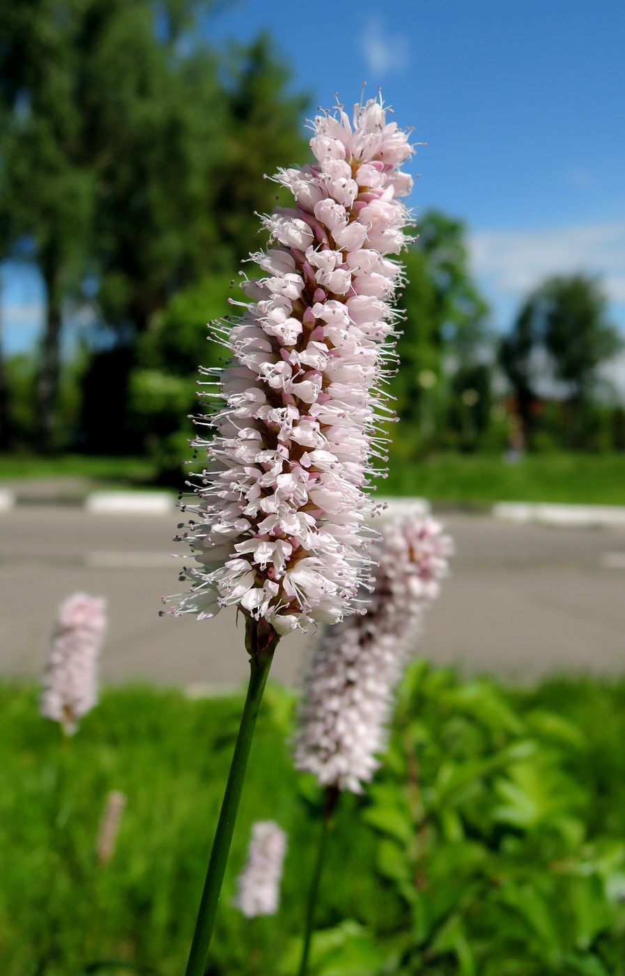 Image of Bistorta officinalis specimen.
